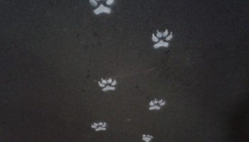 Pas Loups Garous - FLIP